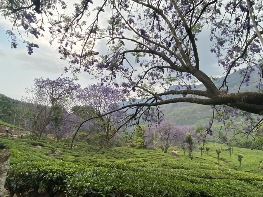 A flowering jacaranda tree over a green tea garden